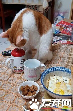 猫主子的花式取暖 让奴才超级崩溃