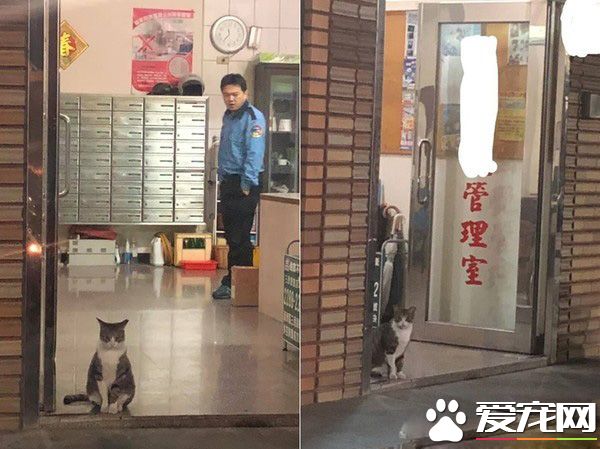 社区新来的警卫超萌!原来新警卫是个尽职喵星人