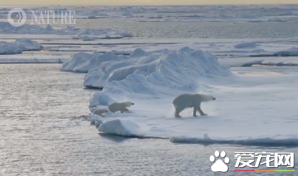 北极熊游泳完怎么弄干皮毛呢? 来看一组亲身示范