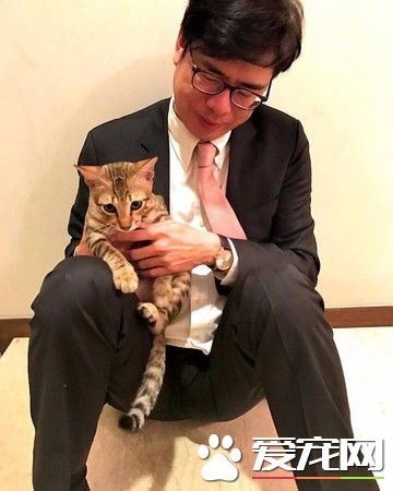 朕也想亮亮相! 爱猫乱入直播超会刷存在感