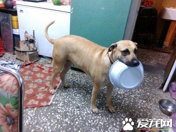 感情超好!爸爸过世头七 健康大黄狗咬舌自尽