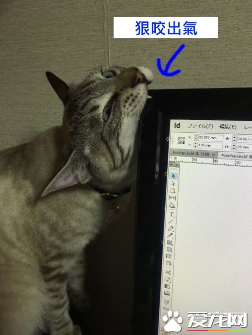 猫奴被主子扰乱工作出大招 成功让猫咪气得牙痒痒