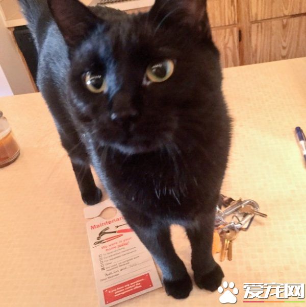 修缮员无功而返留下纸条 原来黑猫监工不准进门