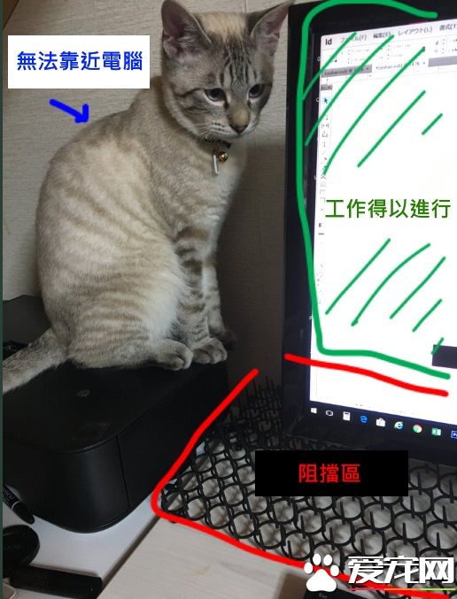 猫奴被主子扰乱工作出大招 成功让猫咪气得牙痒痒