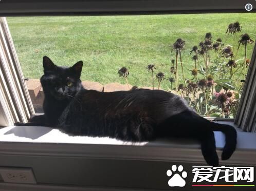 修缮员无功而返留下纸条 原来黑猫监工不准进门