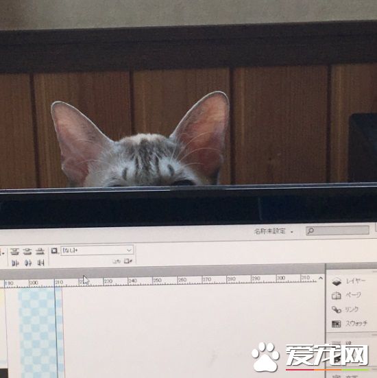 猫奴被主子扰乱工作出大招 成功让猫咪气得牙痒痒