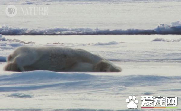 北极熊游泳完怎么弄干皮毛呢? 来看一组亲身示范