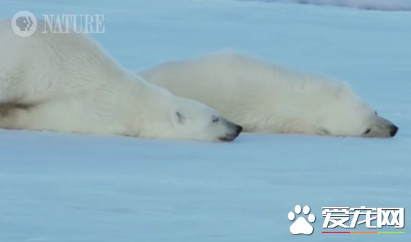 北极熊游泳完怎么弄干皮毛呢? 来看一组亲身示范