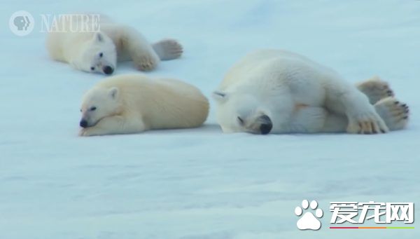 北极熊游泳完怎么弄干皮毛呢? 来看一组亲身示范