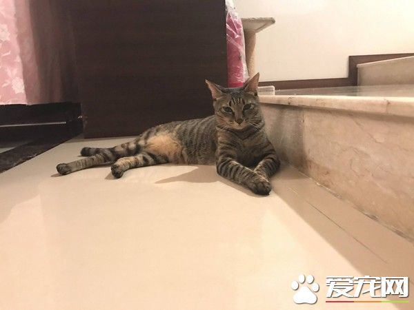 朕也想亮亮相! 爱猫乱入直播超会刷存在感