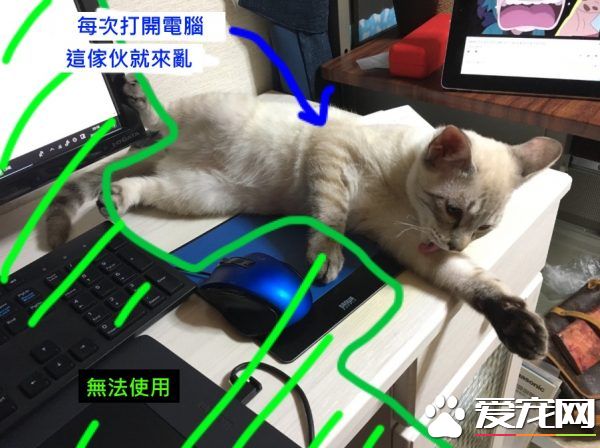 猫奴被主子扰乱工作出大招 成功让猫咪气得牙痒痒