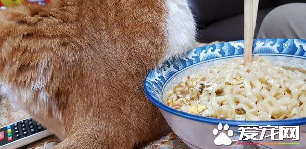 猫主子的花式取暖 让奴才超级崩溃