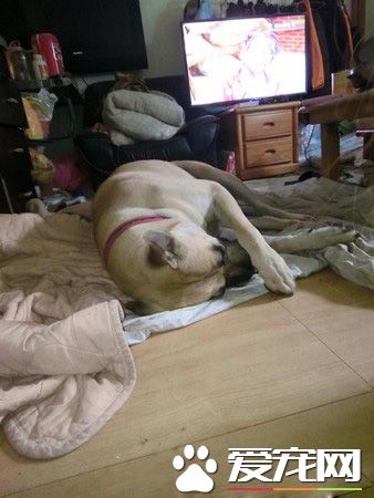 感情超好!爸爸过世头七 健康大黄狗咬舌自尽