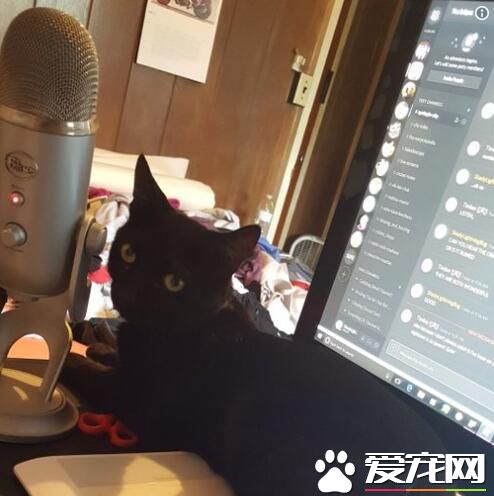 修缮员无功而返留下纸条 原来黑猫监工不准进门