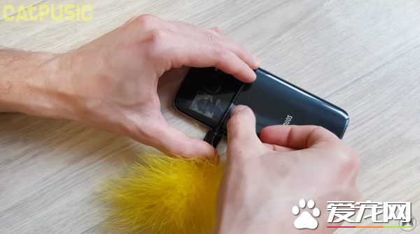 和爱猫自拍合照失败?白俄罗斯猫奴分享合照妙招