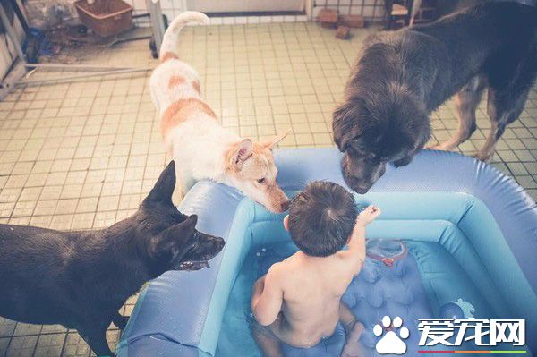 遭受弃养獒犬 收编后要有弟弟陪伴才敢吃饭