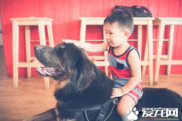 遭受弃养獒犬 收编后要有弟弟陪伴才敢吃饭