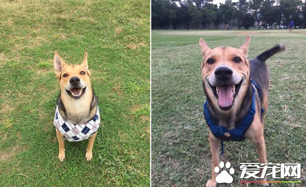 当年的泪眼汪汪的奶汪 收编后成江湖大哥