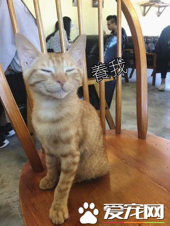 超萌小橘猫跳上椅子想讨吃 超萌表情被做养我图