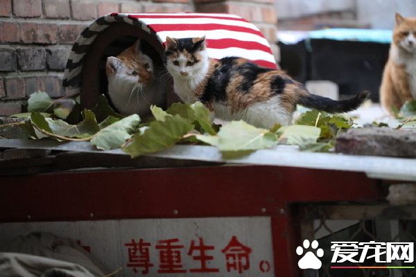 1平米的爱 旧衣服给流浪喵们一个温暖的家