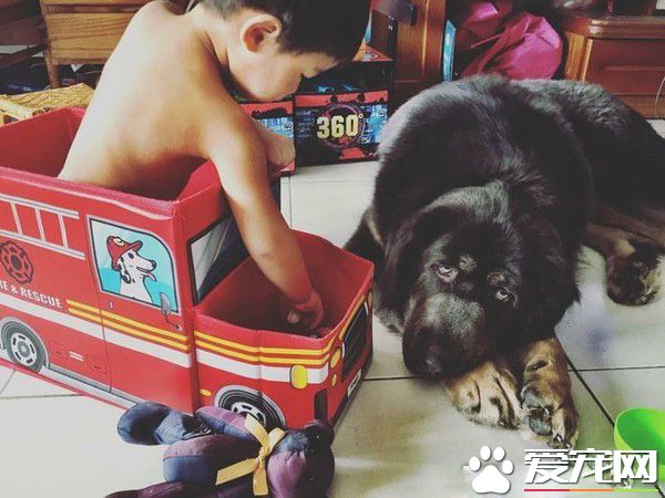 遭受弃养獒犬 收编后要有弟弟陪伴才敢吃饭