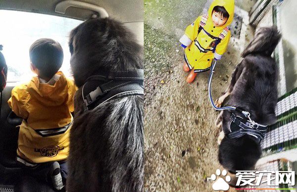 遭受弃养獒犬 收编后要有弟弟陪伴才敢吃饭