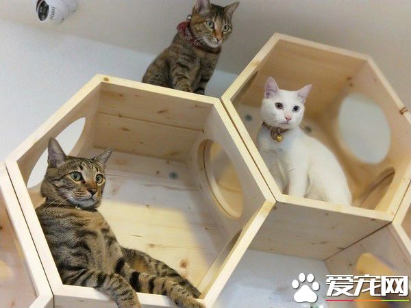 白猫遭遗弃掉进水沟 幸得社工暖心相救并抚养长大