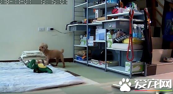 演技派的高手 超有戏精魂红贵宾爱演残障狗剧码