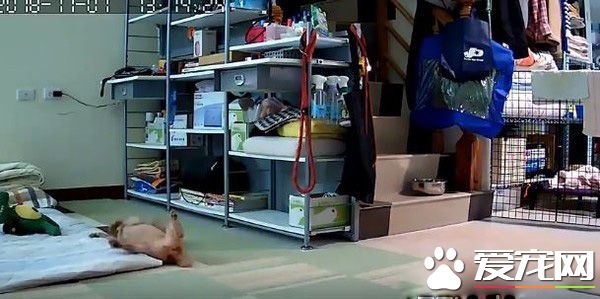 演技派的高手 超有戏精魂红贵宾爱演残障狗剧码