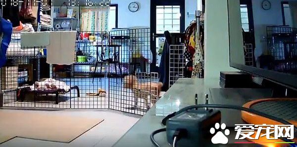 演技派的高手 超有戏精魂红贵宾爱演残障狗剧码