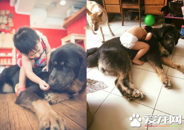 遭受弃养獒犬 收编后要有弟弟陪伴才敢吃饭