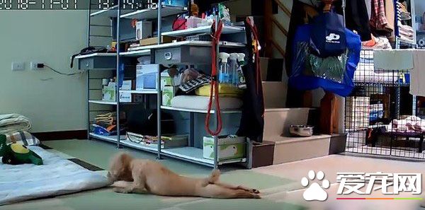 演技派的高手 超有戏精魂红贵宾爱演残障狗剧码