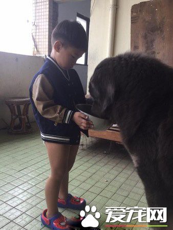 遭受弃养獒犬 收编后要有弟弟陪伴才敢吃饭