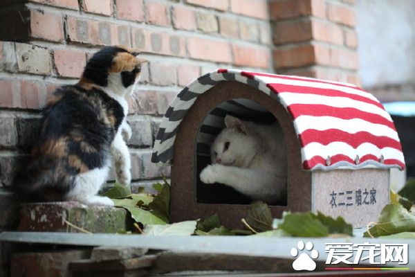 1平米的爱 旧衣服给流浪喵们一个温暖的家