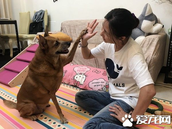 狗狗早起养被丢水沟边 被女子带回收留十年