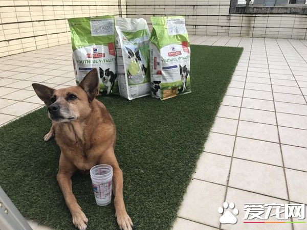 狗狗早起养被丢水沟边 被女子带回收留十年