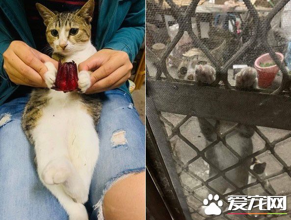 米克斯喵喵舒服打盹 松懈之际惨遭戏弄超逗趣