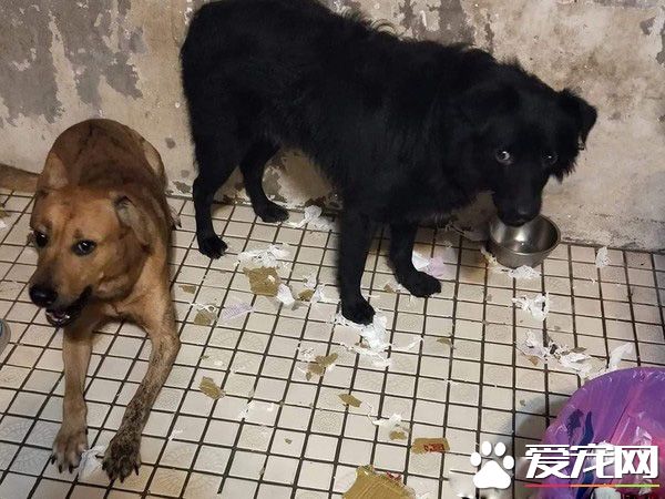 已经抱不动啦！时隔一年弟弟和狗狗长大了