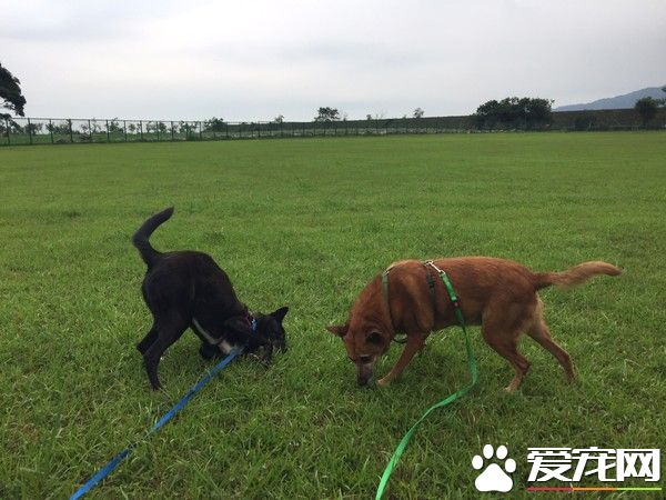 狗狗早起养被丢水沟边 被女子带回收留十年