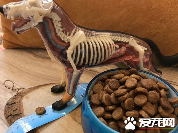 狗狗早起养被丢水沟边 被女子带回收留十年