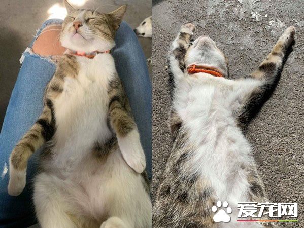 米克斯喵喵舒服打盹 松懈之际惨遭戏弄超逗趣