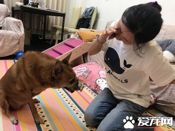 狗狗早起养被丢水沟边 被女子带回收留十年