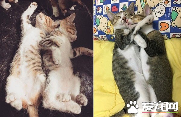 米克斯喵喵舒服打盹 松懈之际惨遭戏弄超逗趣