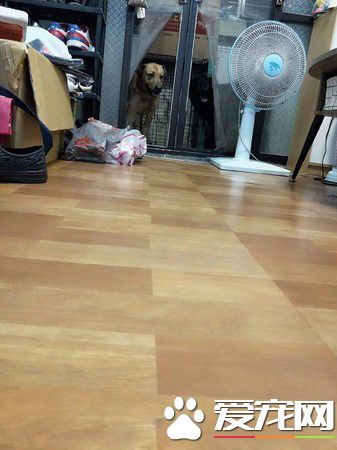 已经抱不动啦！时隔一年弟弟和狗狗长大了