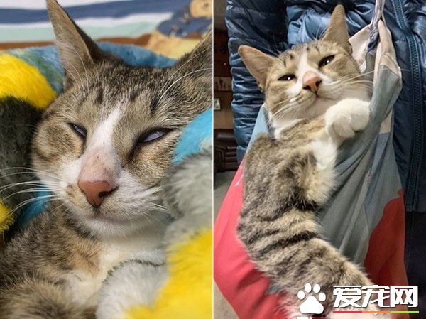 米克斯喵喵舒服打盹 松懈之际惨遭戏弄超逗趣