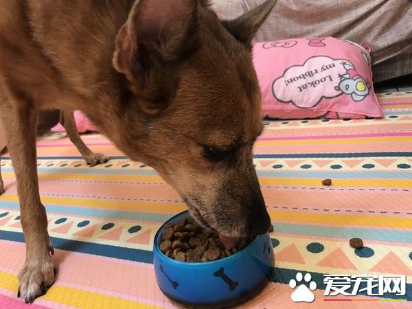 狗狗早起养被丢水沟边 被女子带回收留十年