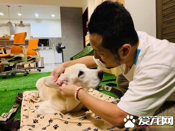 14岁爱犬患癌痛苦不已 主人将30公斤狗狗抱回家