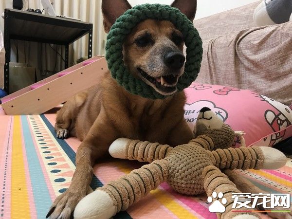 狗狗早起养被丢水沟边 被女子带回收留十年