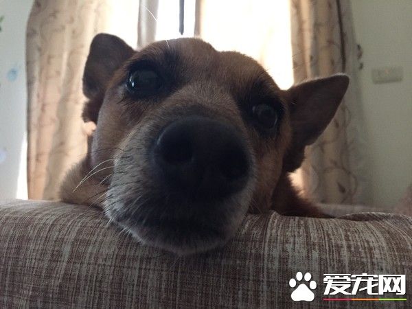 狗狗早起养被丢水沟边 被女子带回收留十年