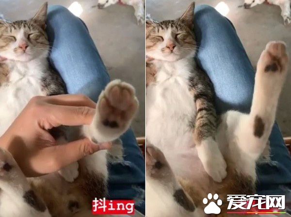 米克斯喵喵舒服打盹 松懈之际惨遭戏弄超逗趣